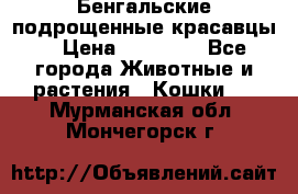 Бенгальские подрощенные красавцы. › Цена ­ 20 000 - Все города Животные и растения » Кошки   . Мурманская обл.,Мончегорск г.